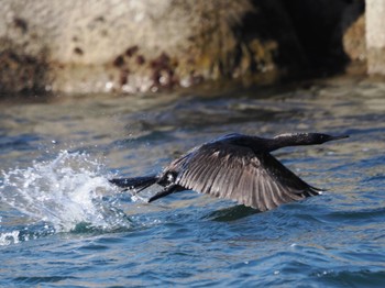 Pelagic Cormorant 落石ネイチャークルーズ Sun, 2/25/2024