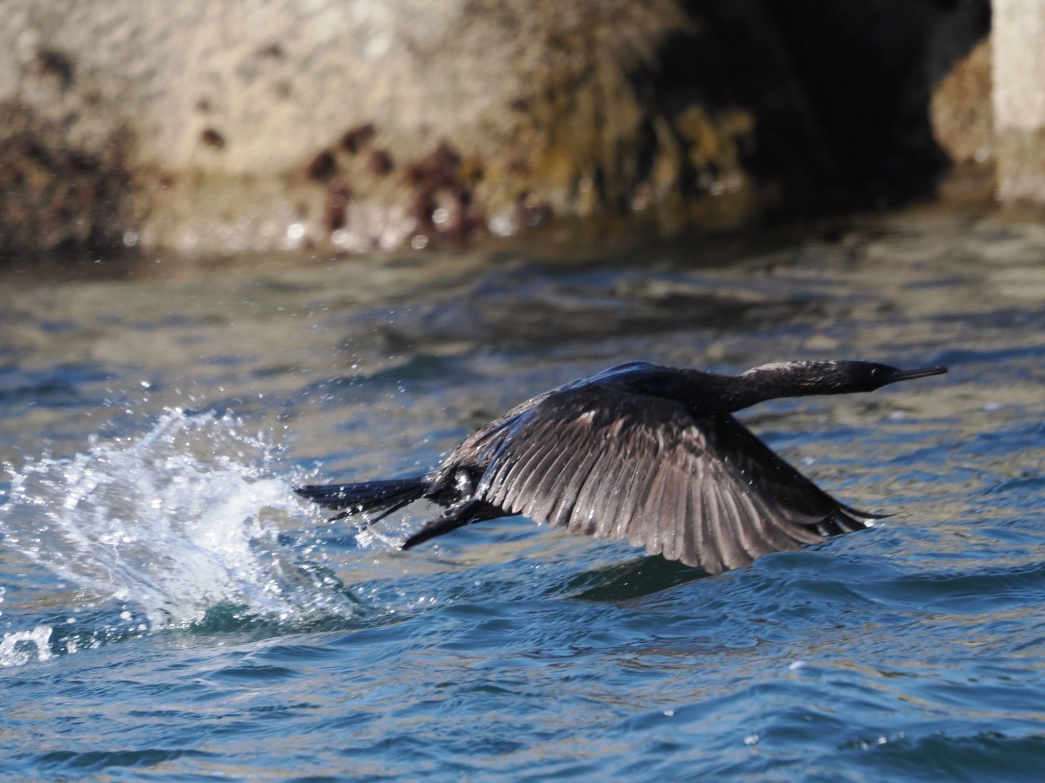 Photo of Pelagic Cormorant at 落石ネイチャークルーズ by ぽぽぽ