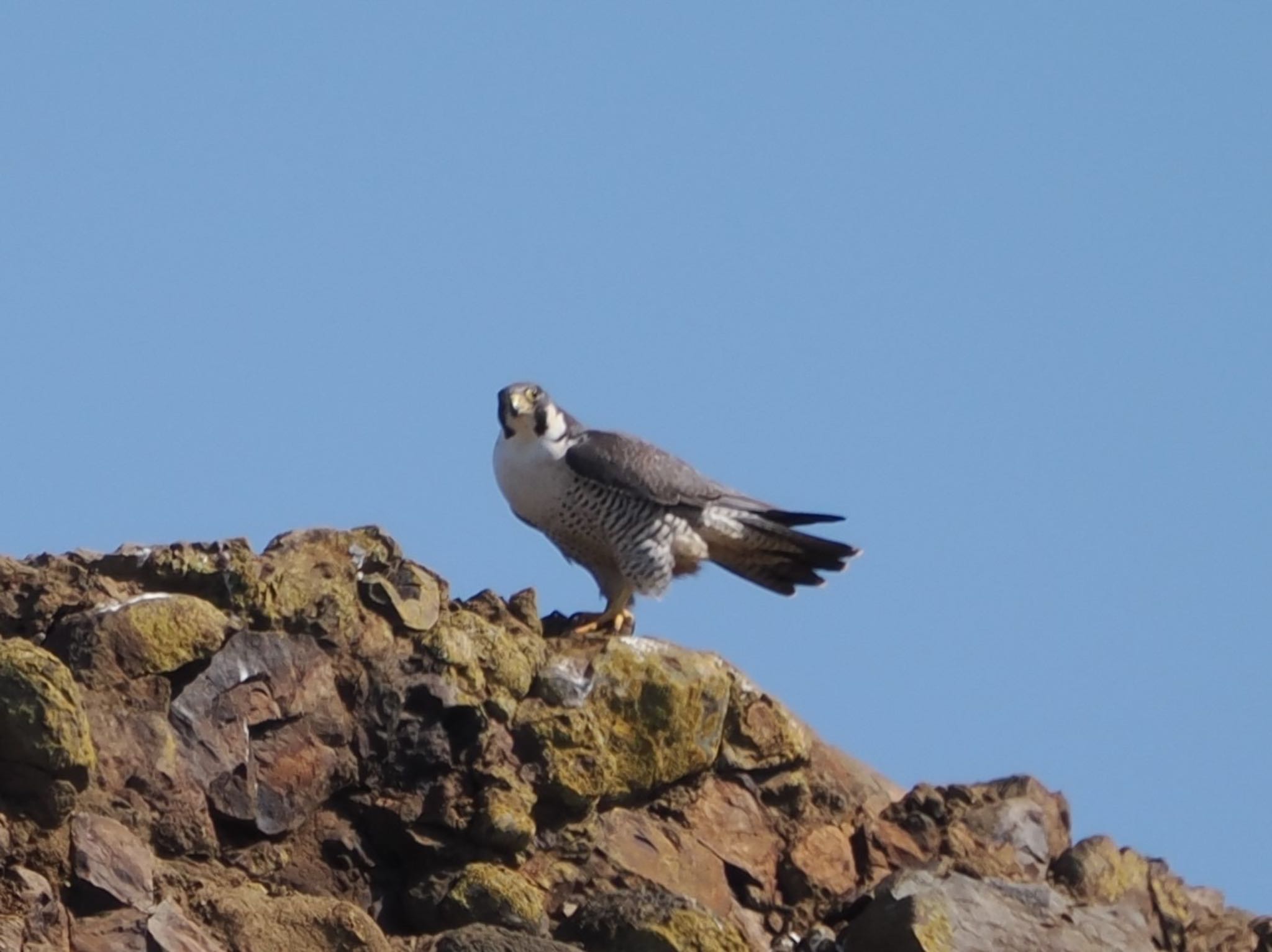 Photo of Peregrine Falcon at 落石ネイチャークルーズ by ぽぽぽ