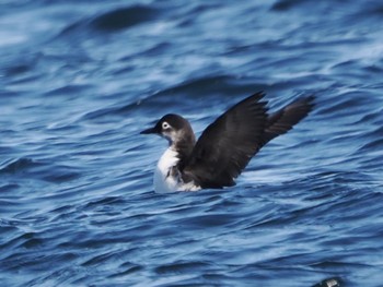 Spectacled Guillemot 落石ネイチャークルーズ Sun, 2/25/2024