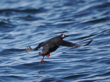 Spectacled Guillemot 落石ネイチャークルーズ Sun, 2/25/2024