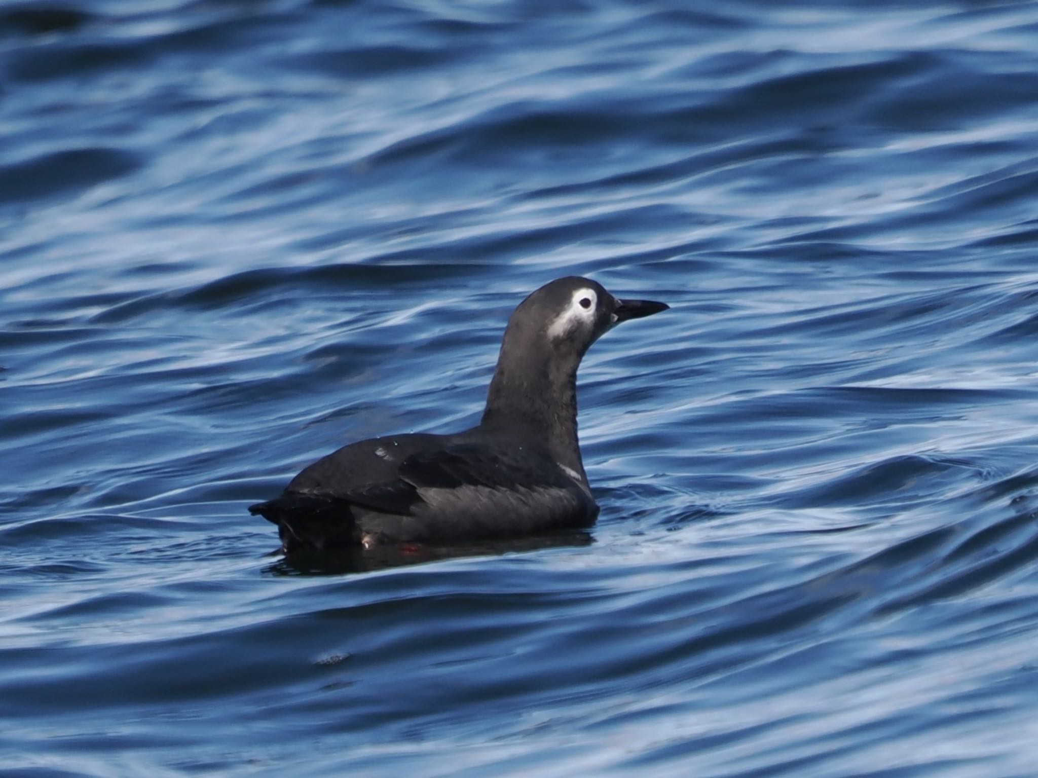 Spectacled Guillemot