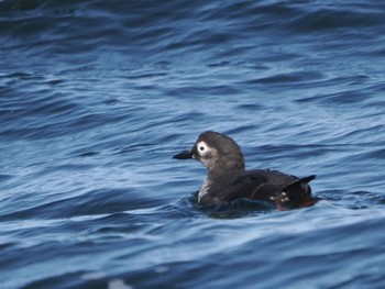 Spectacled Guillemot 落石ネイチャークルーズ Sun, 2/25/2024