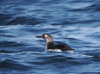 Spectacled Guillemot 落石ネイチャークルーズ Sun, 2/25/2024