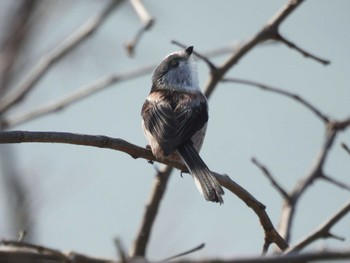 Long-tailed Tit 淀川河川公園 Fri, 3/29/2024