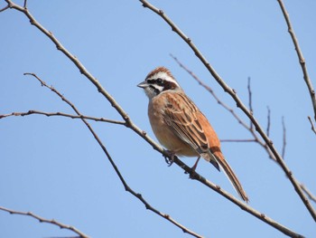 Meadow Bunting 淀川河川公園 Fri, 3/22/2024