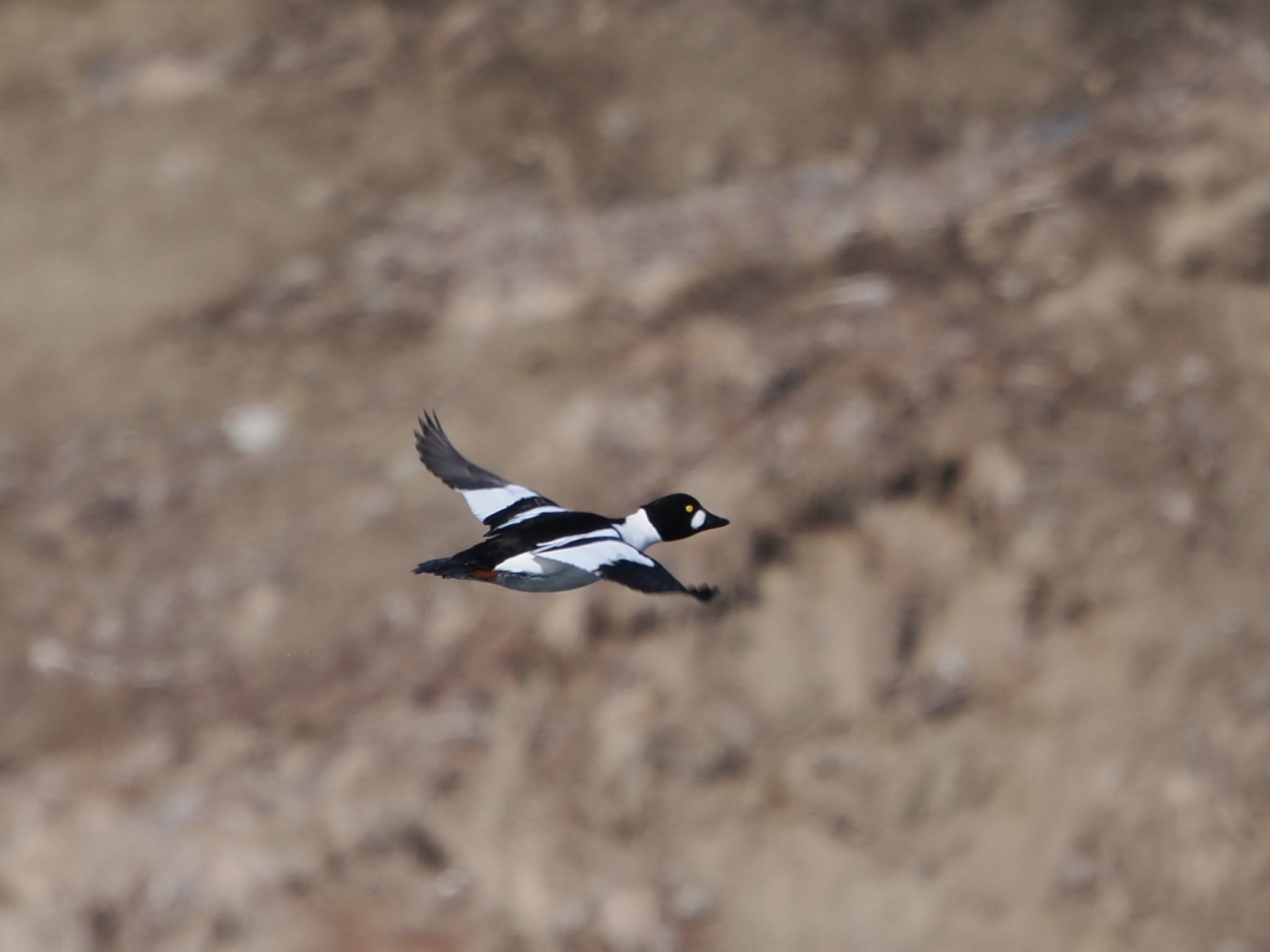 Photo of Common Goldeneye at 落石ネイチャークルーズ by ぽぽぽ