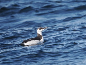 Common Murre 落石ネイチャークルーズ Sun, 2/25/2024