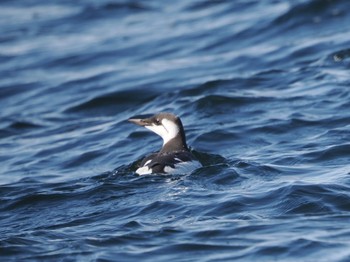 Common Murre 落石ネイチャークルーズ Sun, 2/25/2024