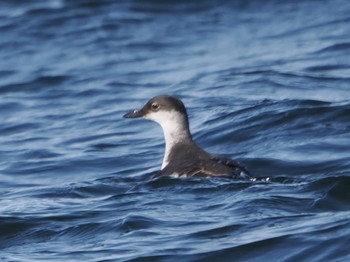 Pigeon Guillemot 落石ネイチャークルーズ Sun, 2/25/2024