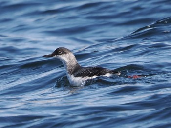 Pigeon Guillemot 落石ネイチャークルーズ Sun, 2/25/2024