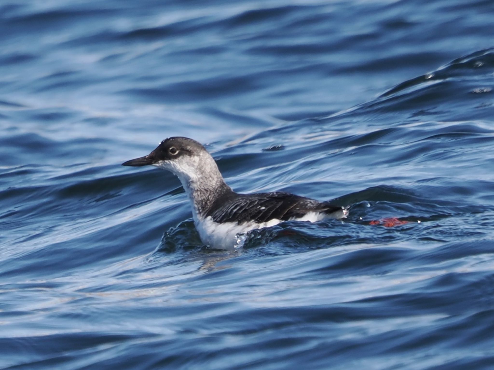 Photo of Pigeon Guillemot at 落石ネイチャークルーズ by ぽぽぽ