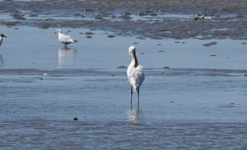 Eurasian Spoonbill Fujimae Tidal Flat Wed, 3/27/2024