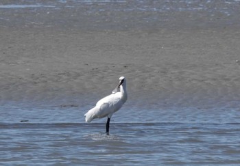 Black-faced Spoonbill Fujimae Tidal Flat Wed, 3/27/2024