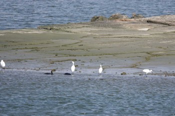 Little Egret Fujimae Tidal Flat Unknown Date