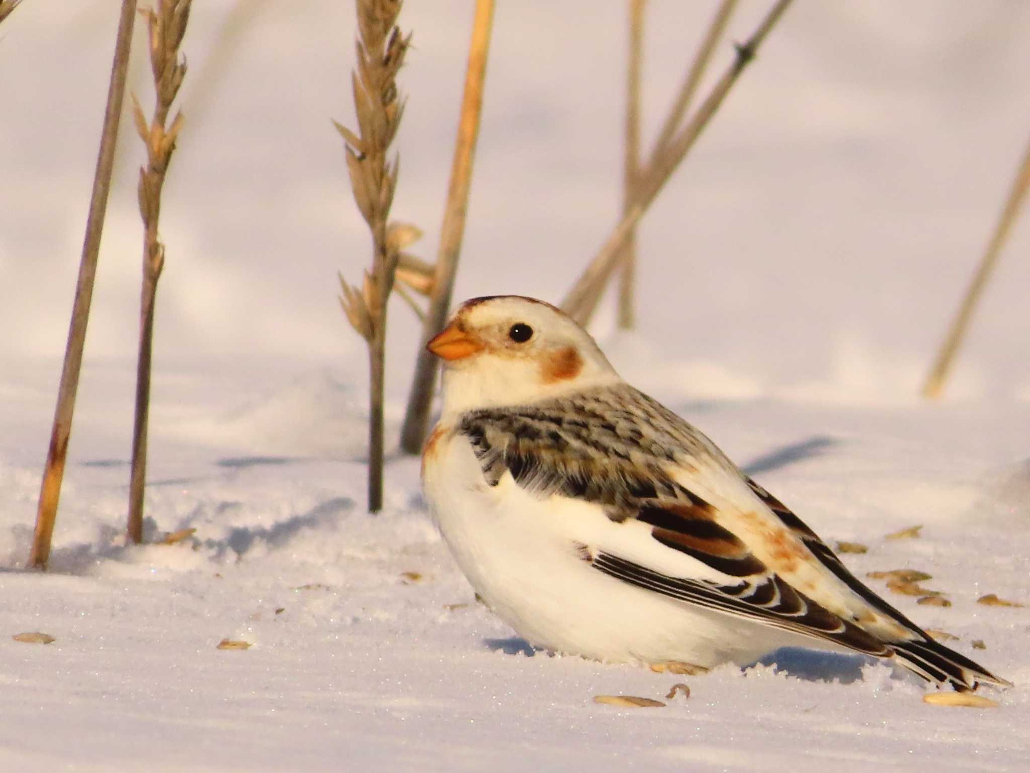 Snow Bunting