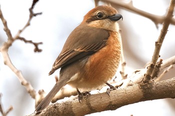 Bull-headed Shrike 片倉城跡公園 Wed, 3/20/2024