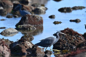 Pacific Reef Heron 銚子近辺 Sun, 3/3/2024