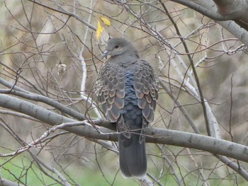 2018年12月16日(日) 多摩川二ヶ領上河原堰の野鳥観察記録