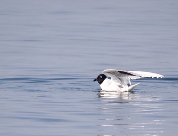 ズグロカモメ ふなばし三番瀬海浜公園 2024年3月17日(日)