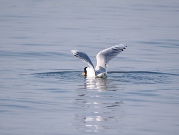 Saunders's Gull Sambanze Tideland Sun, 3/17/2024