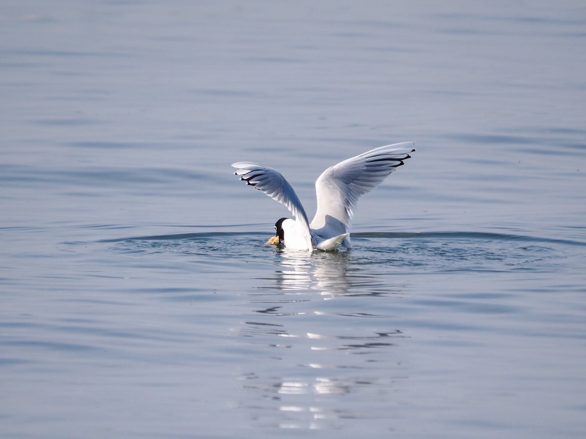 Saunders's Gull