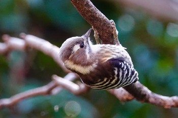 Japanese Pygmy Woodpecker Maioka Park Sat, 12/15/2018