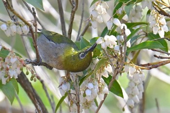 Warbling White-eye 高崎自然の森 Wed, 3/20/2024