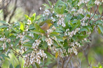 Warbling White-eye 高崎自然の森 Wed, 3/20/2024