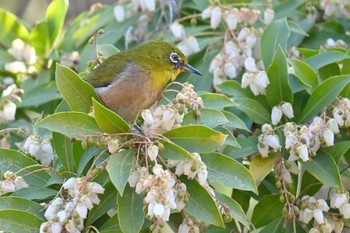 Warbling White-eye 高崎自然の森 Wed, 3/20/2024