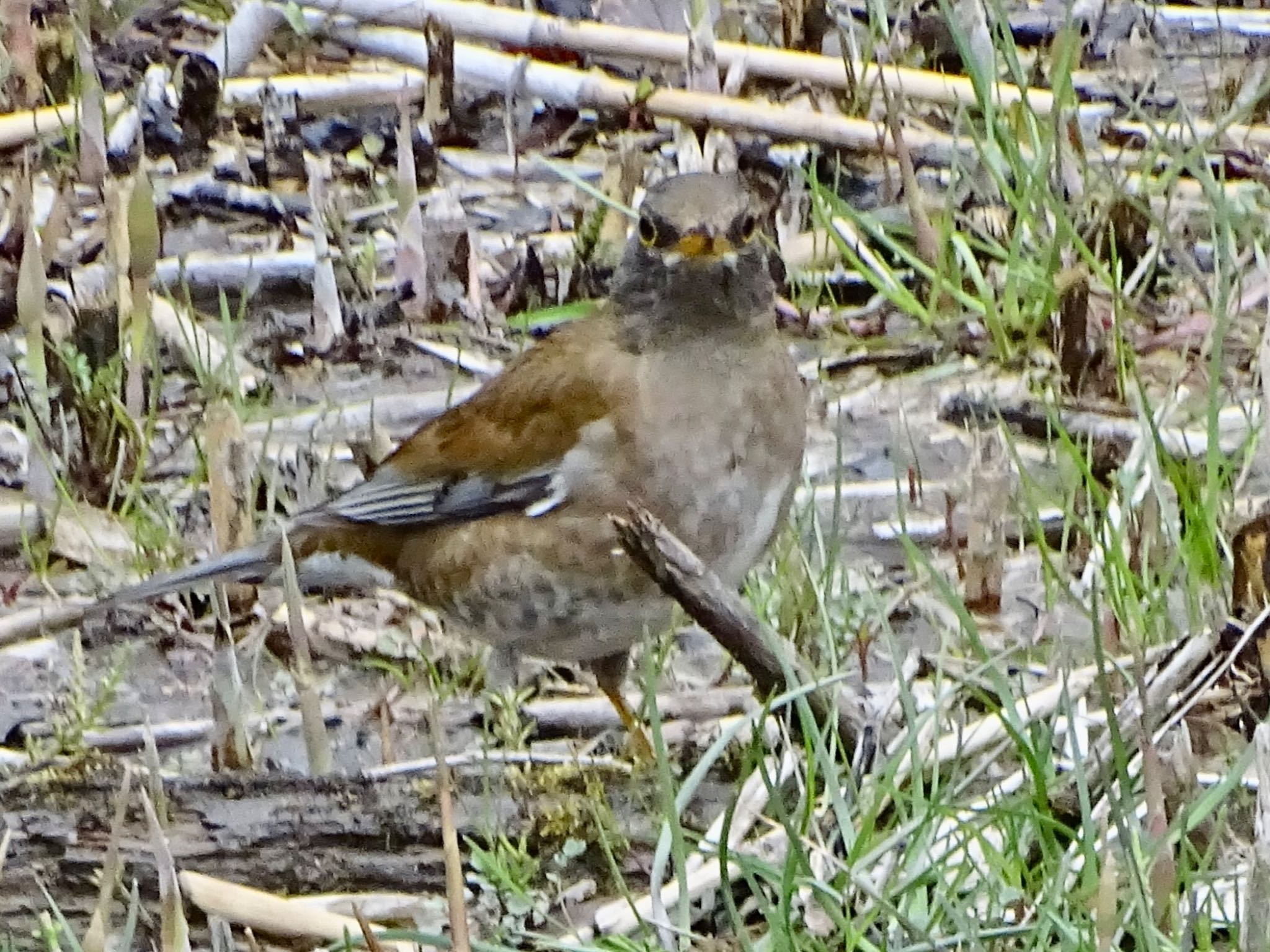 Photo of Pale Thrush at Maioka Park by KAWASEMIぴー