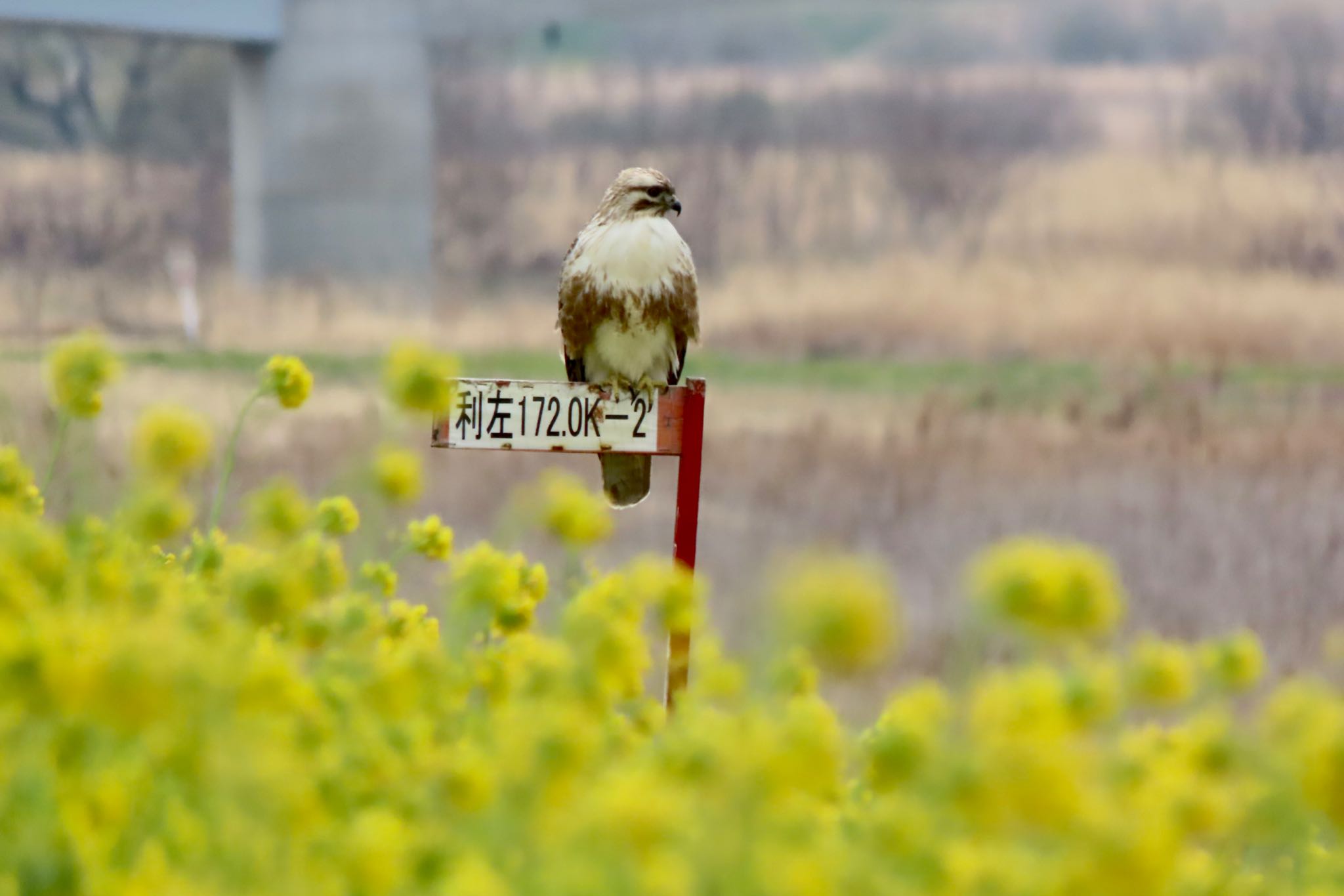 利根川 ノスリの写真 by 中学生探鳥家