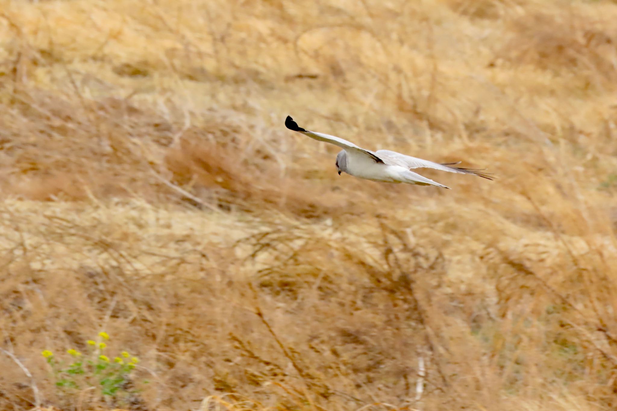 Hen Harrier