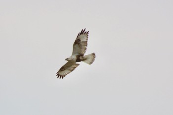 2024年3月19日(火) 利根川の野鳥観察記録