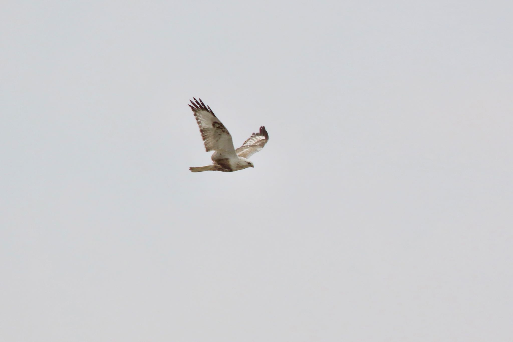 Rough-legged Buzzard