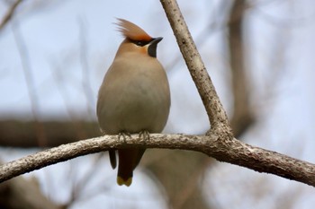 Bohemian Waxwing Ooaso Wild Bird Forest Park Tue, 3/19/2024