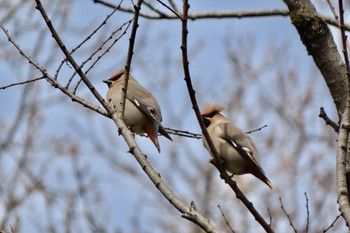 Bohemian Waxwing Ooaso Wild Bird Forest Park Tue, 3/19/2024