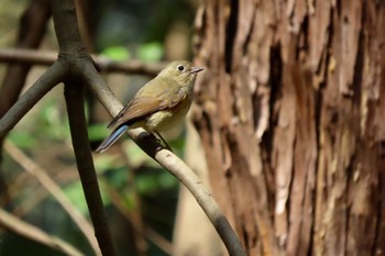 ルリビタキ 大麻生野鳥の森公園 2024年3月19日(火)