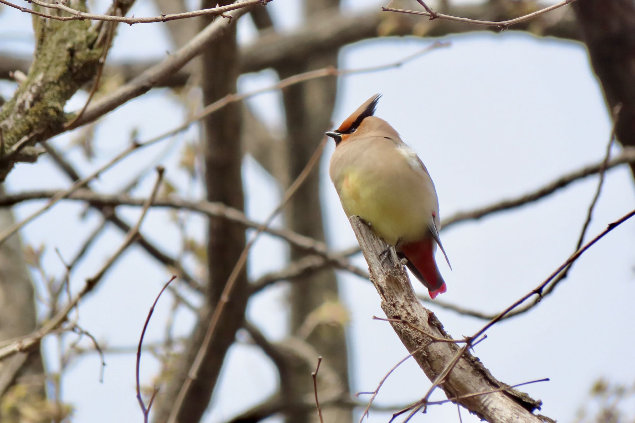 Japanese Waxwing