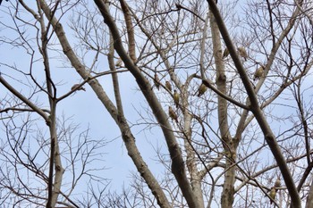 ヒレンジャク 大麻生野鳥の森公園 2024年3月19日(火)