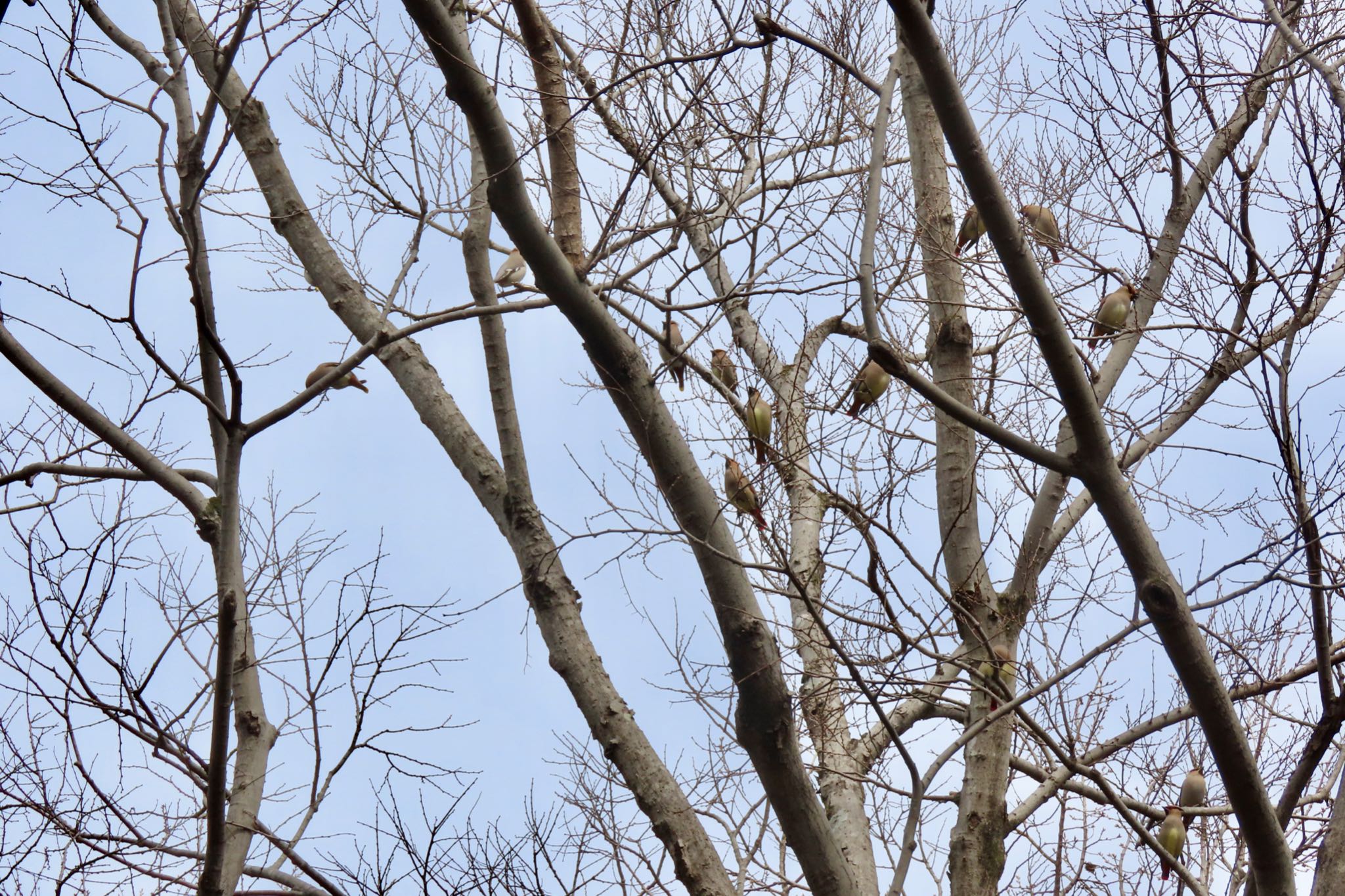 Photo of Japanese Waxwing at Ooaso Wild Bird Forest Park by 中学生探鳥家