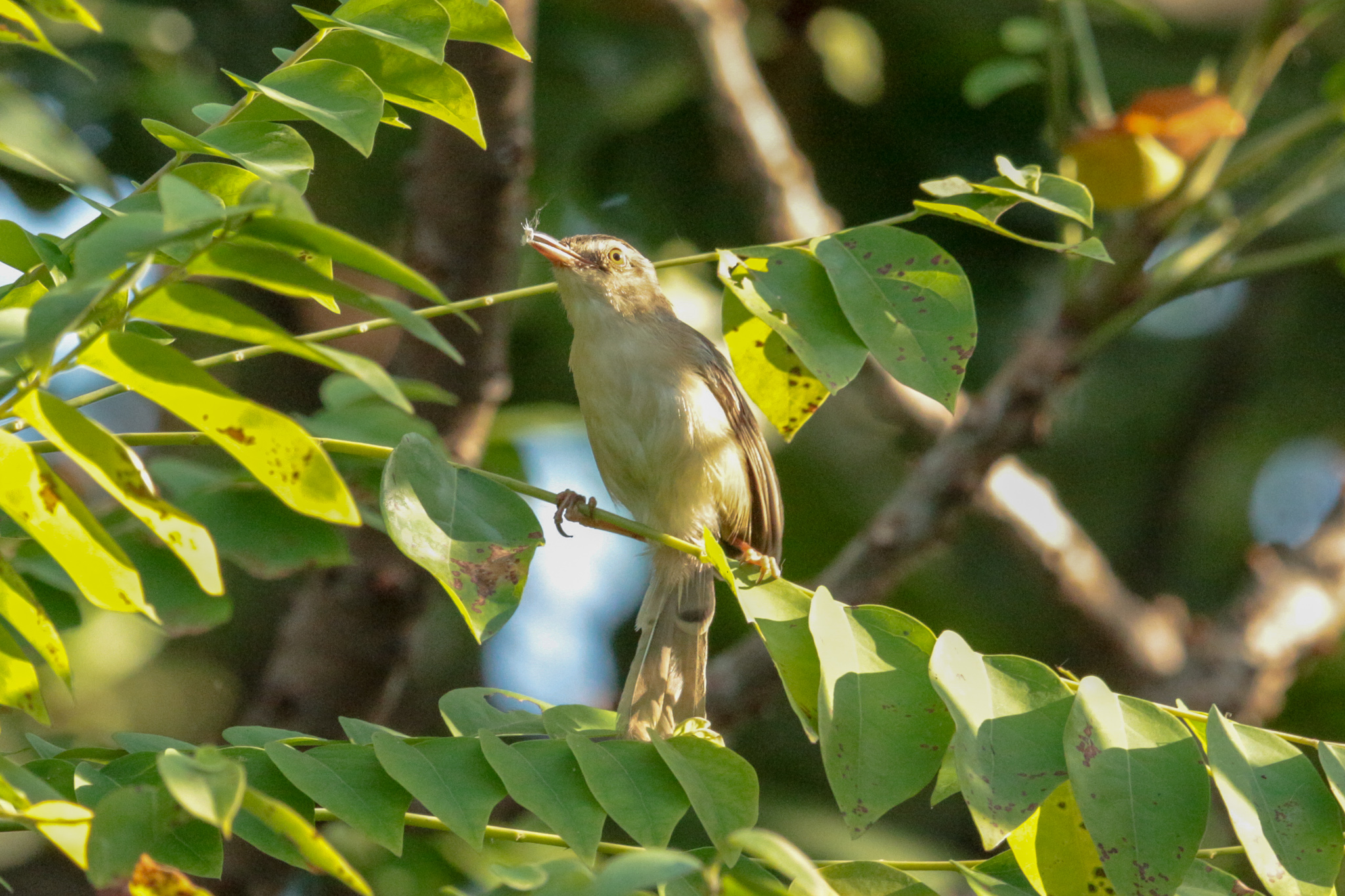 Plain Prinia