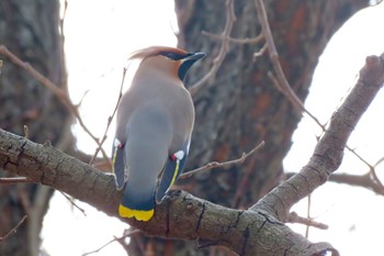 Bohemian Waxwing Ooaso Wild Bird Forest Park Tue, 3/19/2024