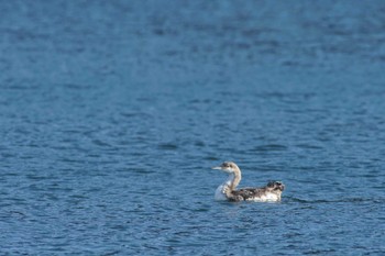 オオハム 浦賀 2024年3月20日(水)