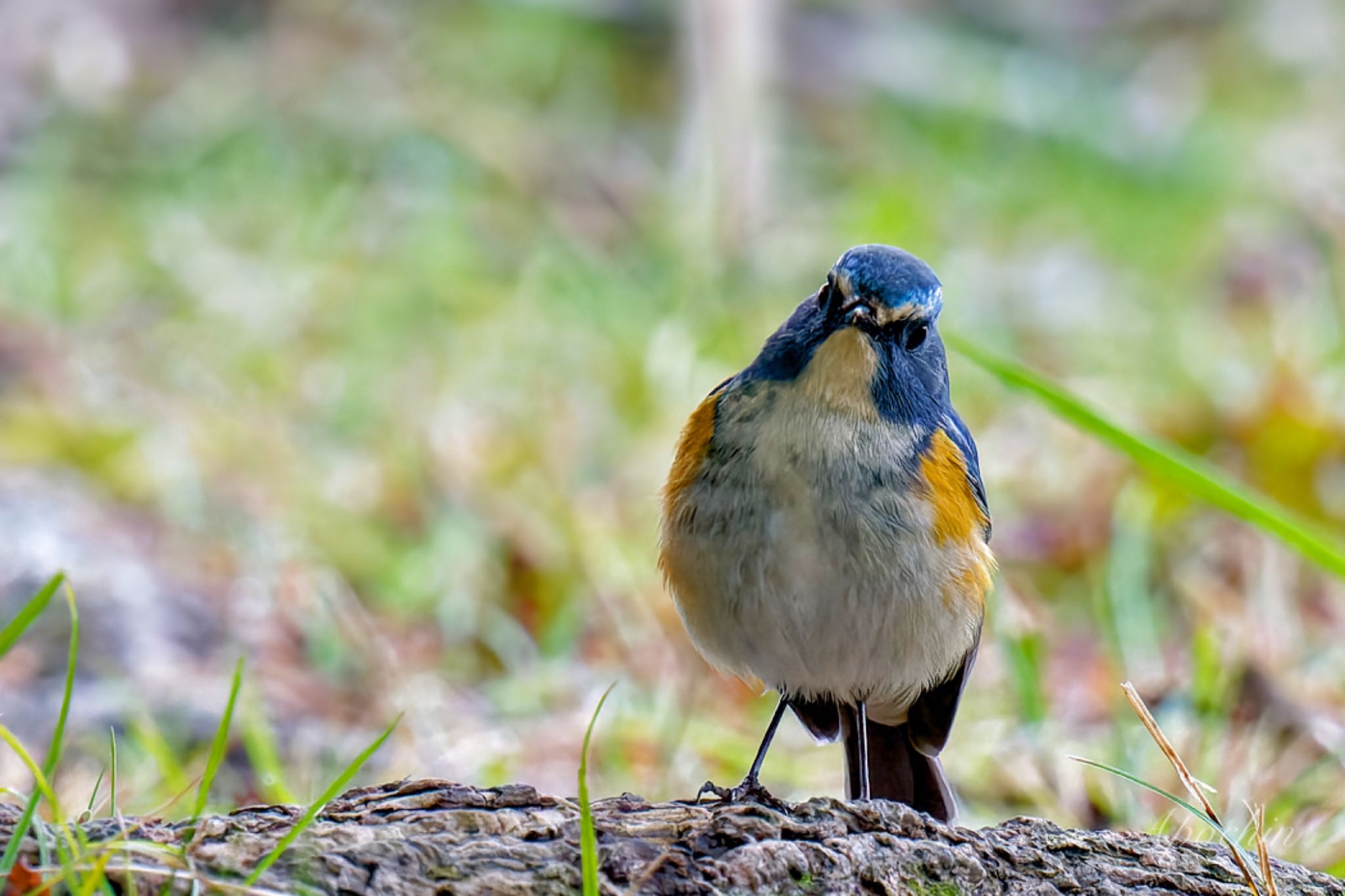 Red-flanked Bluetail