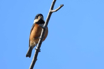 Varied Tit 愛知県 Wed, 3/27/2024