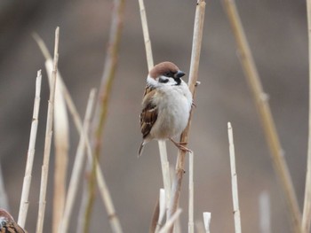 Sat, 1/20/2024 Birding report at 三ツ堀里山自然園 千葉県野田市