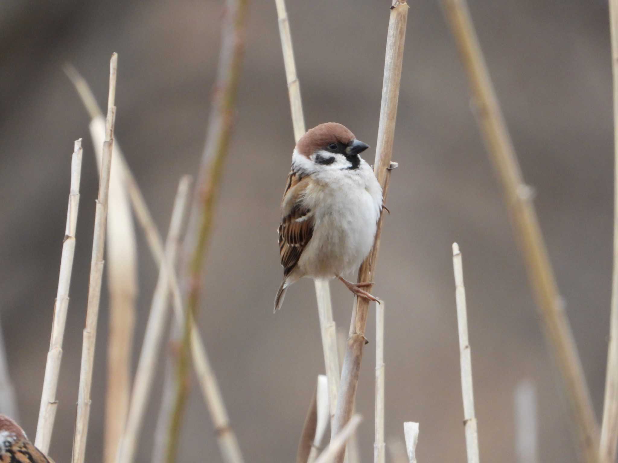 Eurasian Tree Sparrow