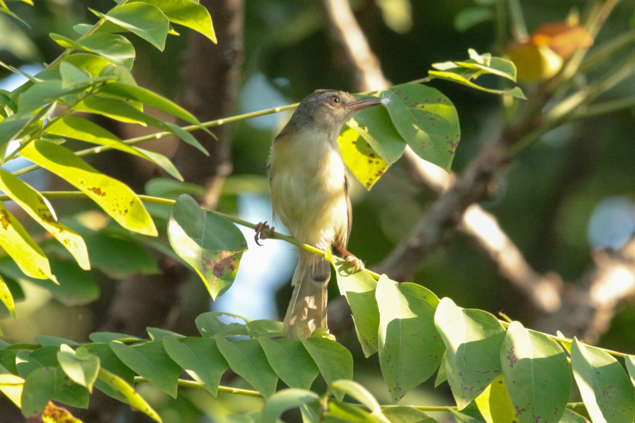 Plain Prinia