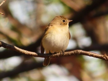 Red-breasted Flycatcher まつぶし緑の丘公園 Sun, 3/3/2024